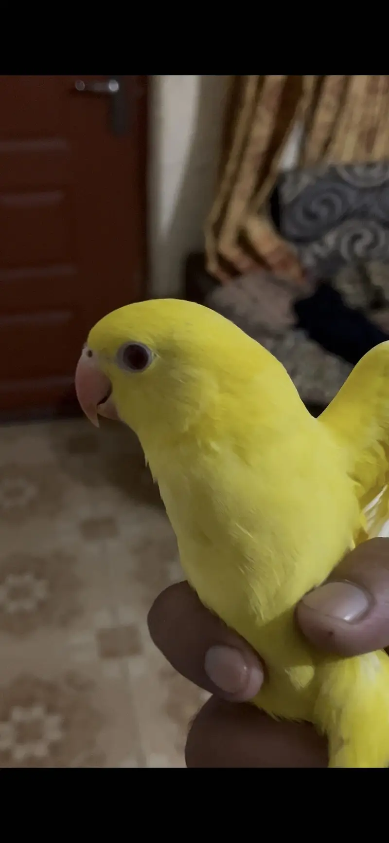 Yellow Ringneck Males Available — photo 4