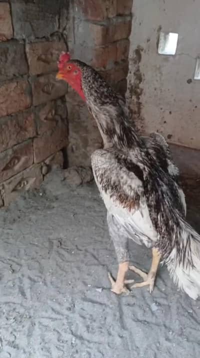 Thai or Shamo Breed Chicks