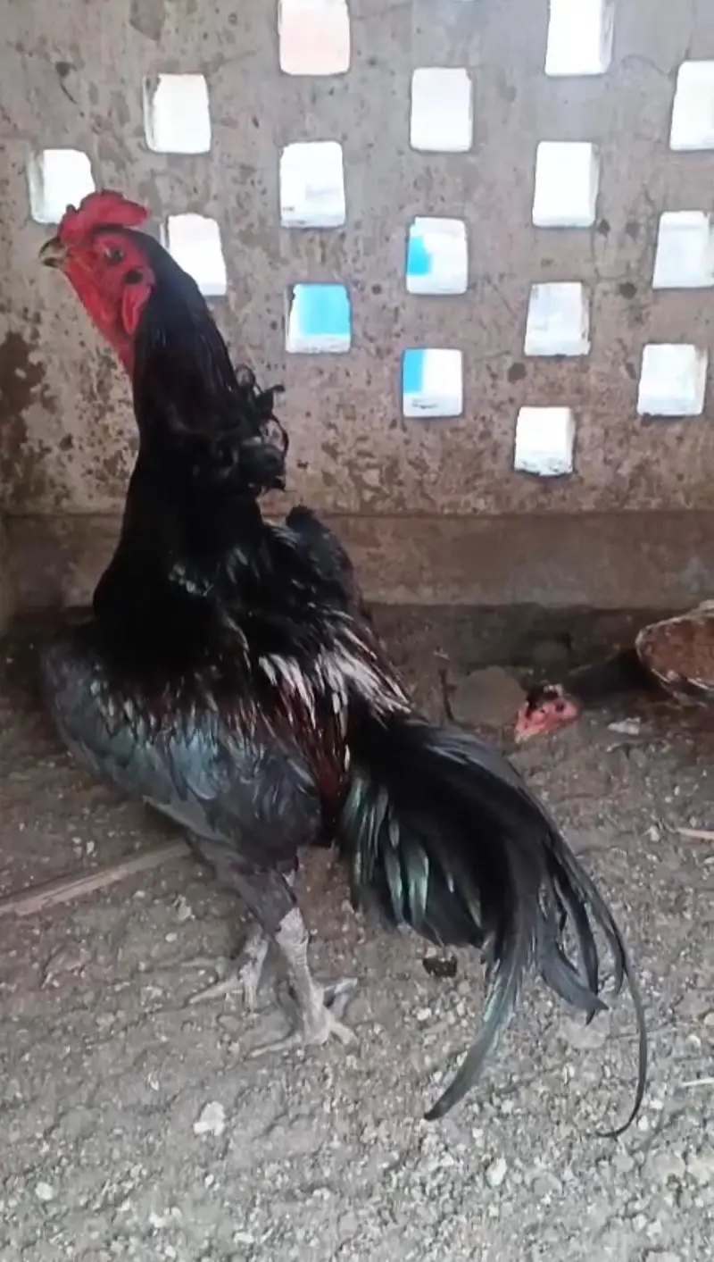 Thai or Shamo Breed Chicks — photo 2