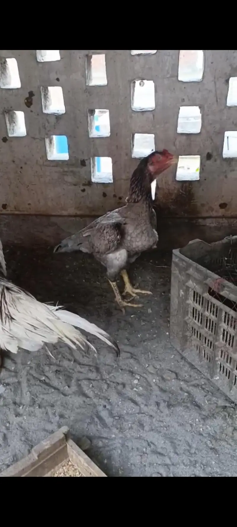 Thai or Shamo Breed Chicks — photo 3