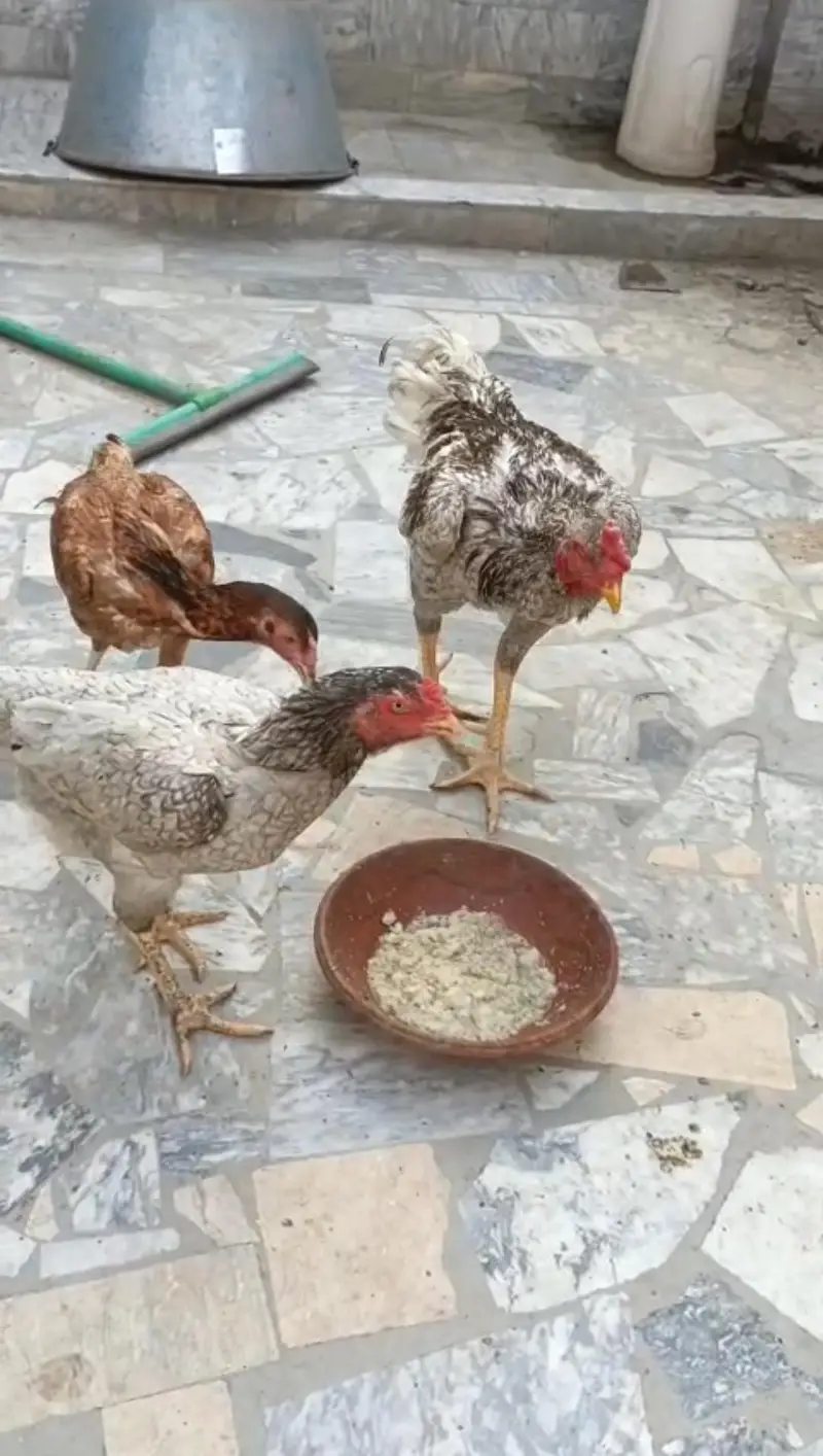 Thai or Shamo Breed Chicks — photo 4