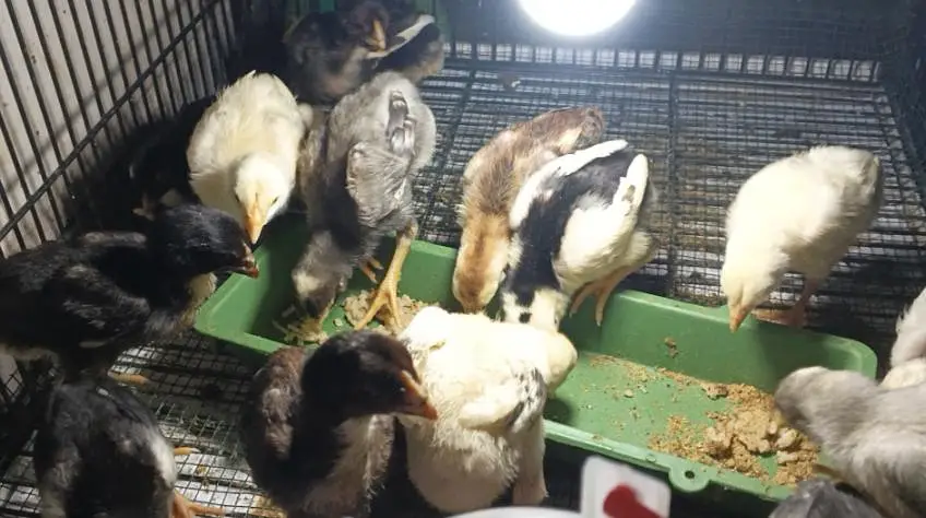 Thai or Shamo Breed Chicks — photo 5