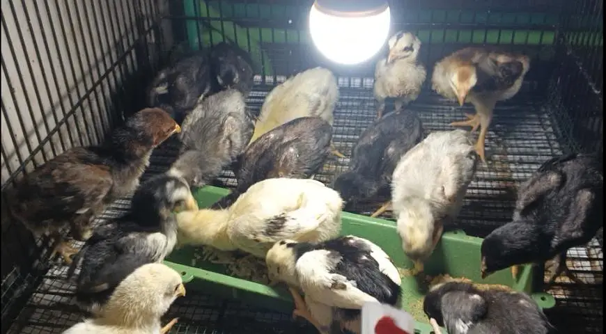 Thai or Shamo Breed Chicks — photo 6