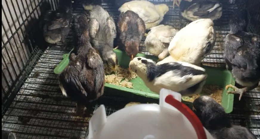 Thai or Shamo Breed Chicks — photo 7