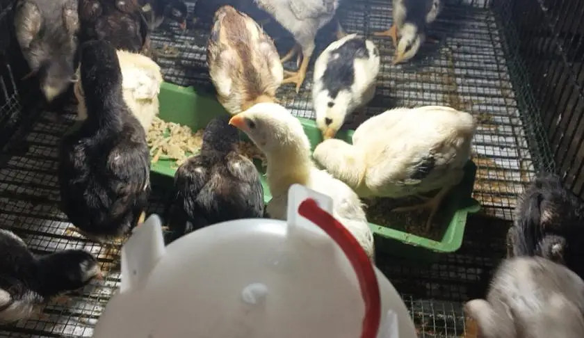 Thai or Shamo Breed Chicks — photo 8