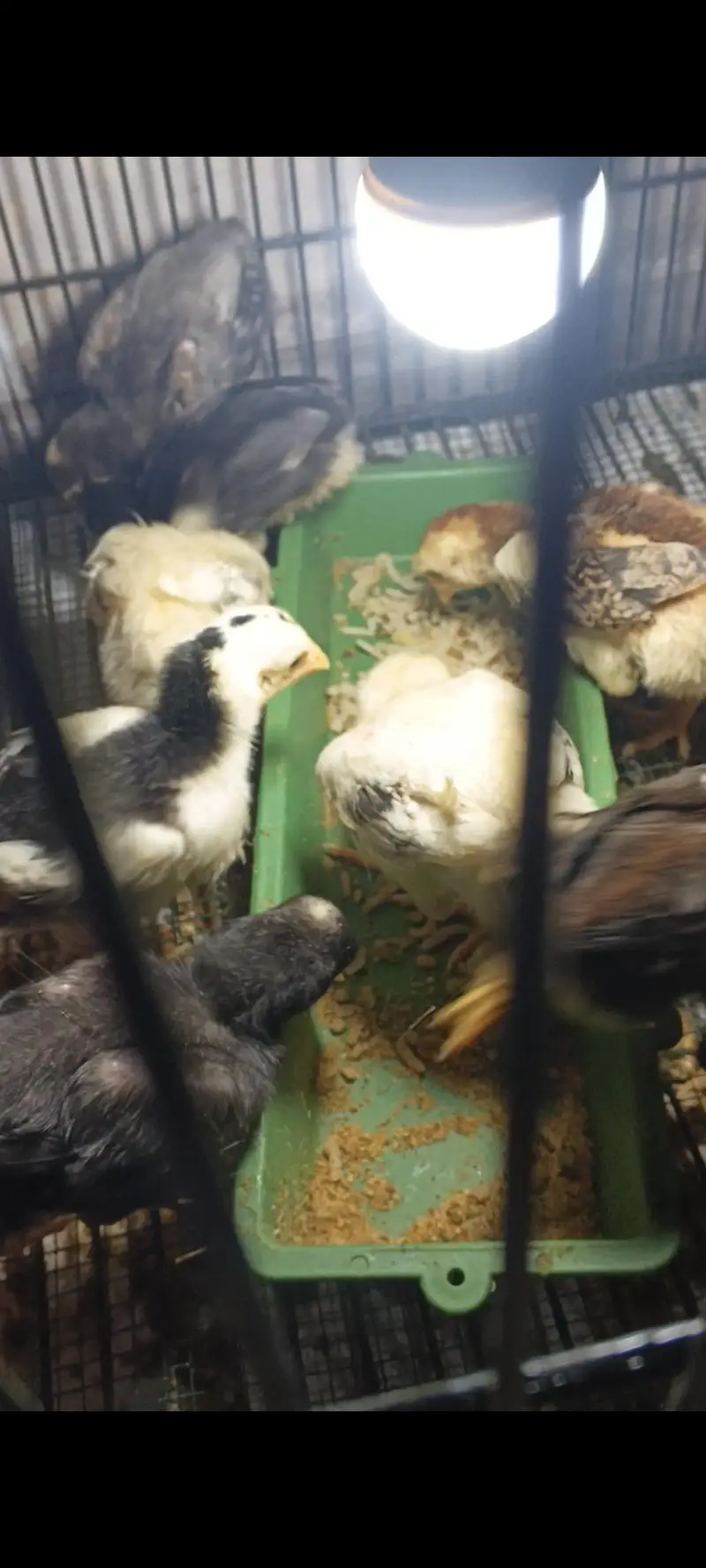 Thai or Shamo Breed Chicks — photo 9