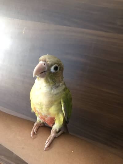 Pineapple conure
