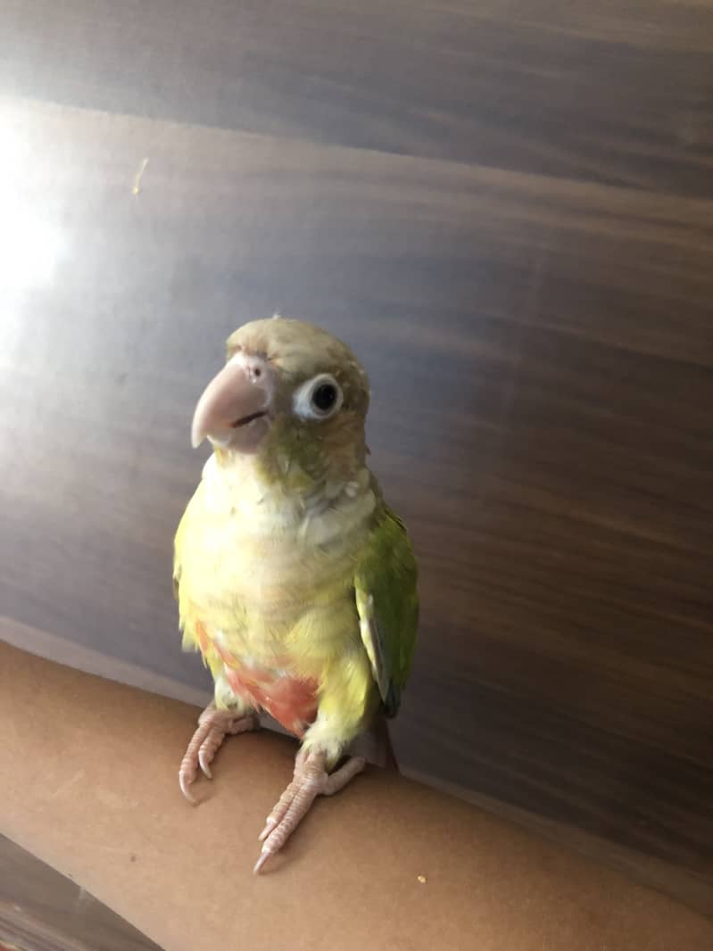 Pineapple conure 0