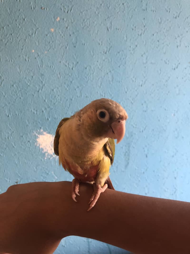 Pineapple conure 1