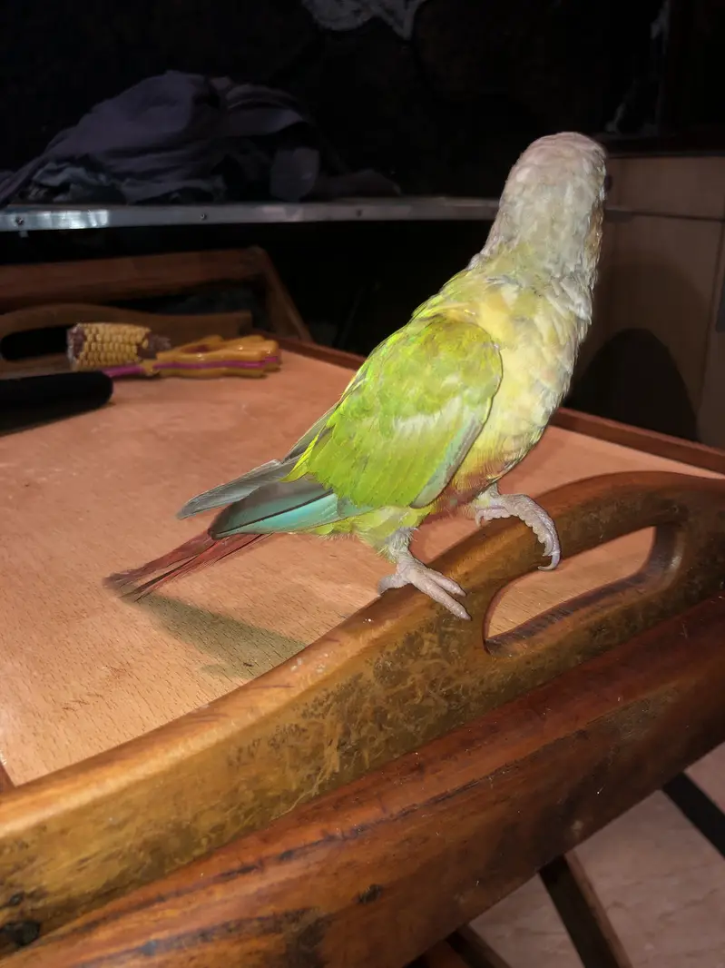 Pineapple conure — photo 3