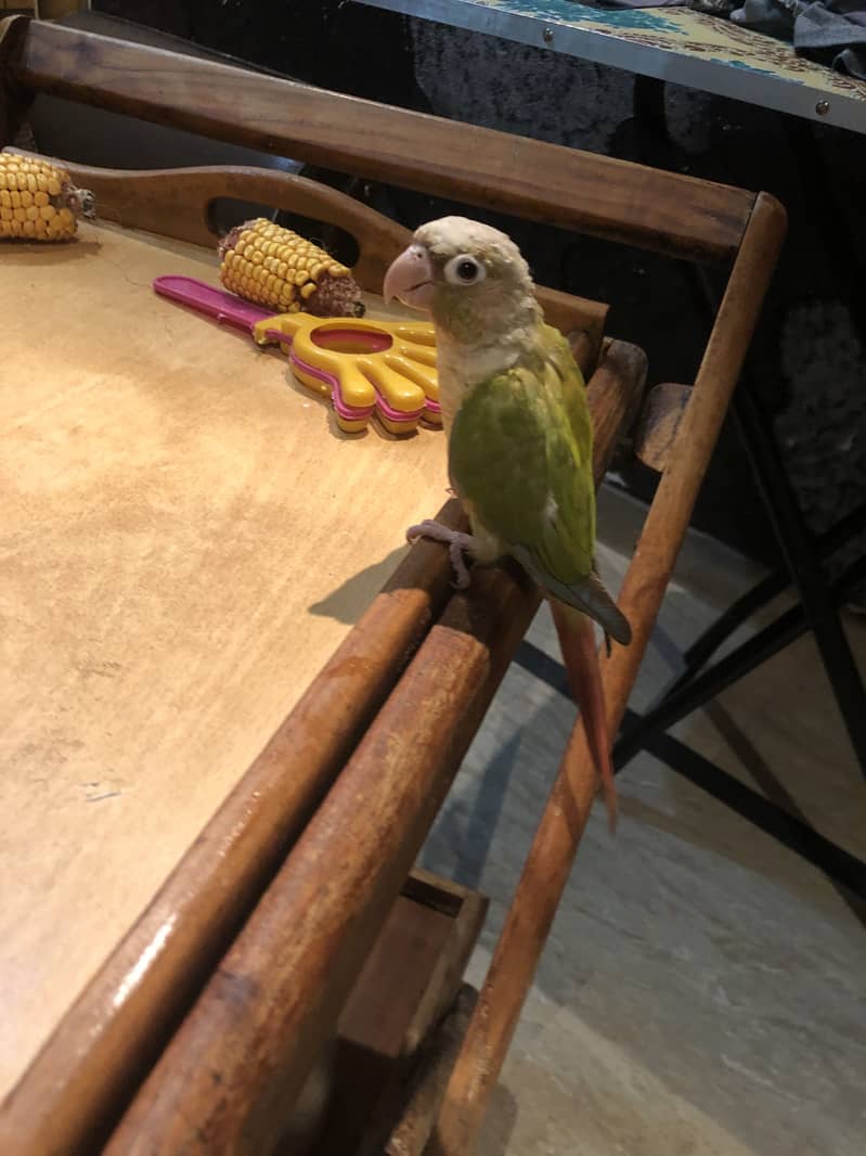 Pineapple conure 3