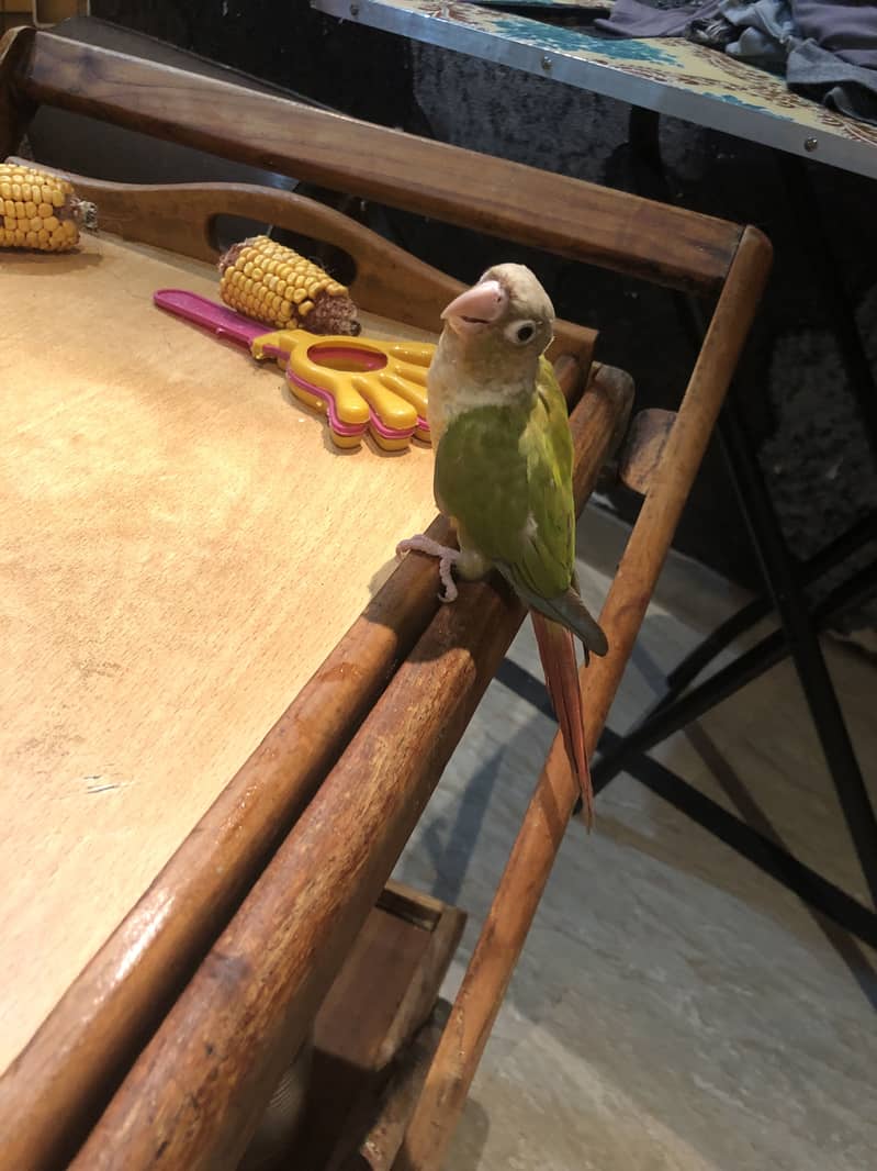 Pineapple conure 4