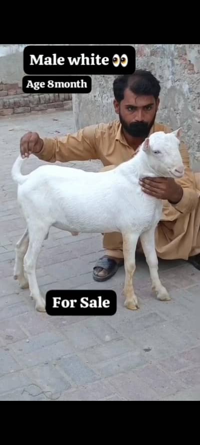 Tedda For Sale In White Eyes