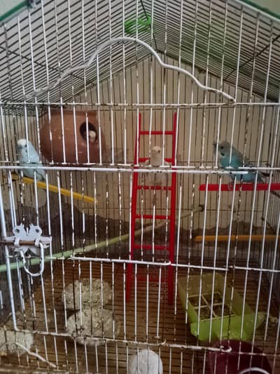 Australian brids for sell