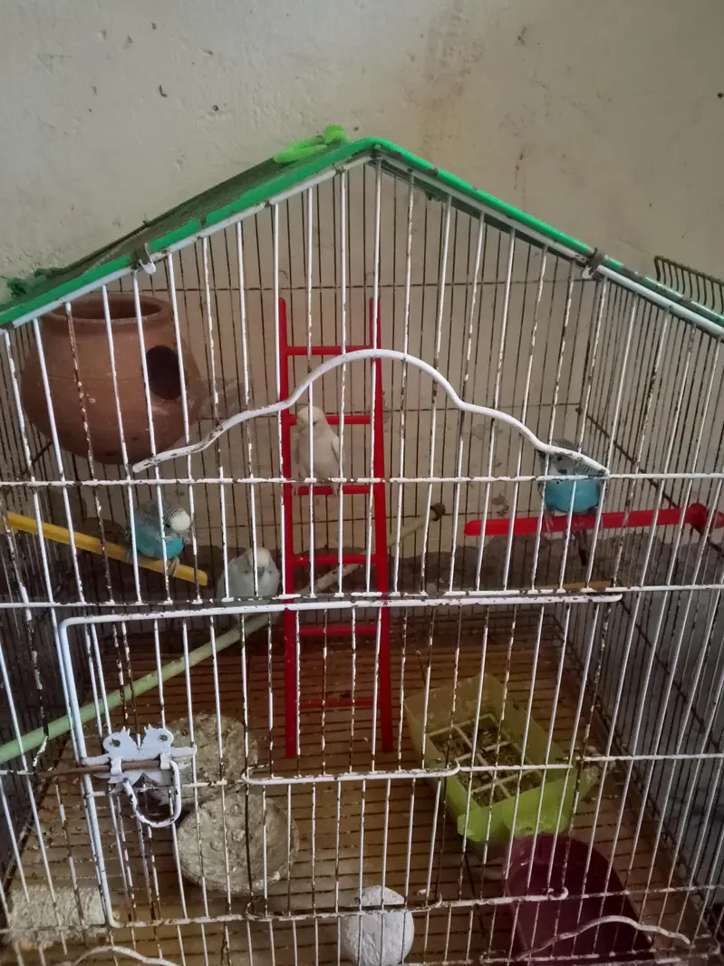 Australian brids for sell — photo 2