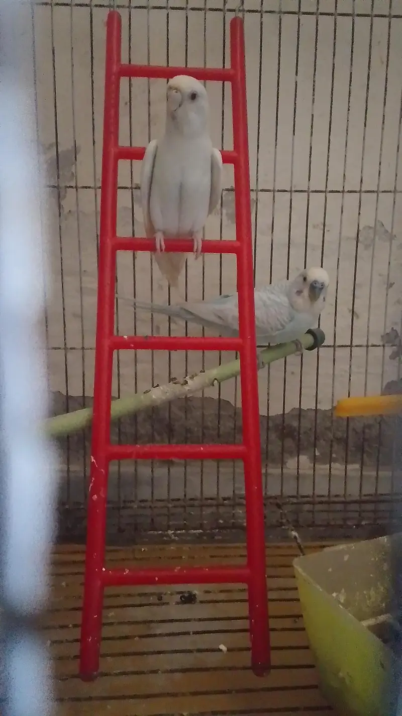 Australian brids for sell — photo 3