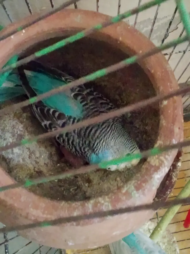 Australian brids for sell — photo 4