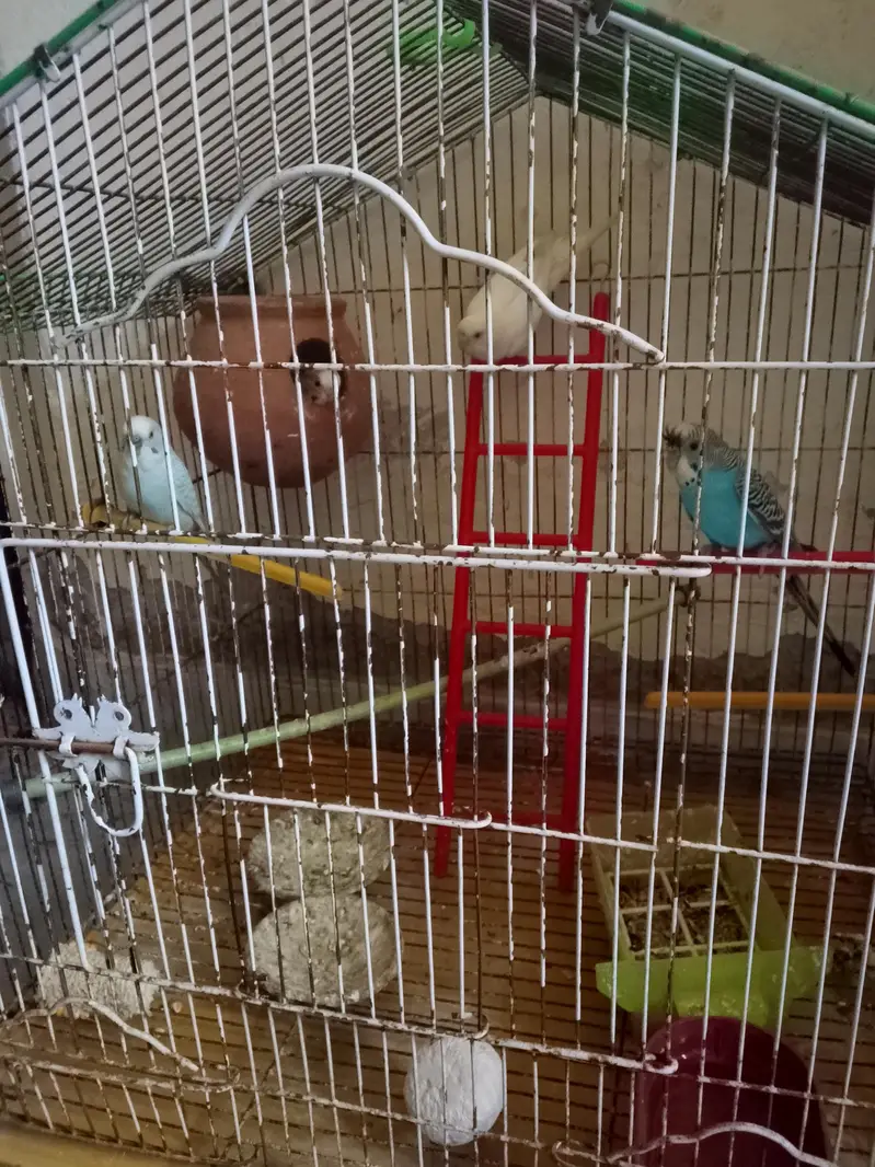 Australian brids for sell — photo 6