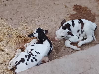 2 American frisen male cow