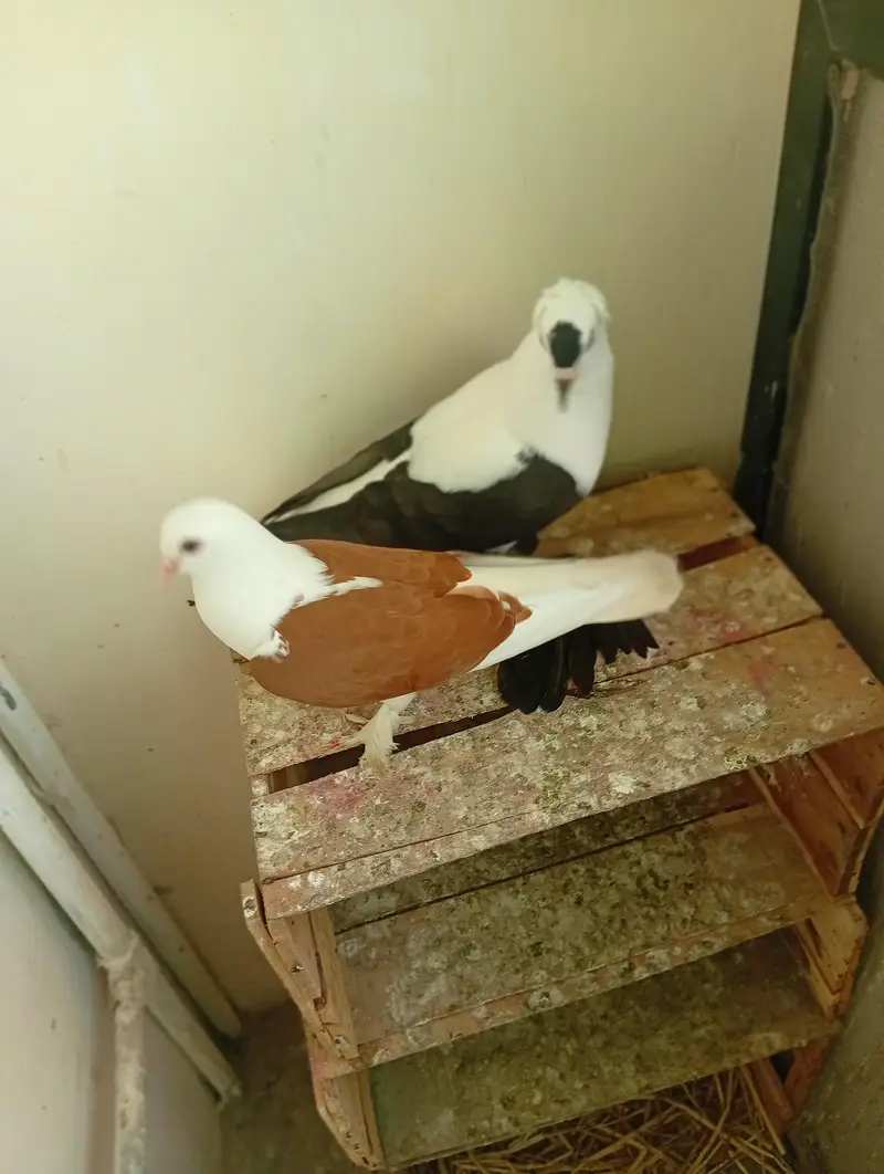 saxon fairy swallow male. . . with female. . breeding pair — photo 3