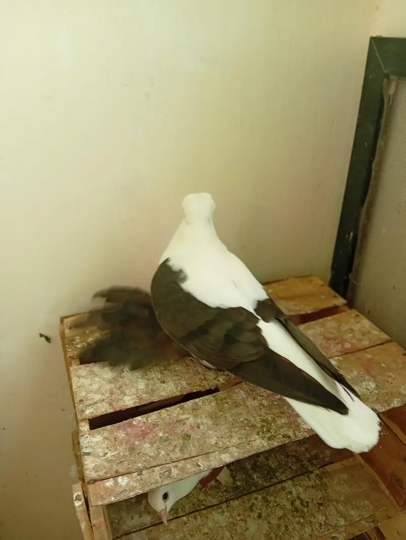 saxon fairy swallow male. . . with female. . breeding pair — photo 5
