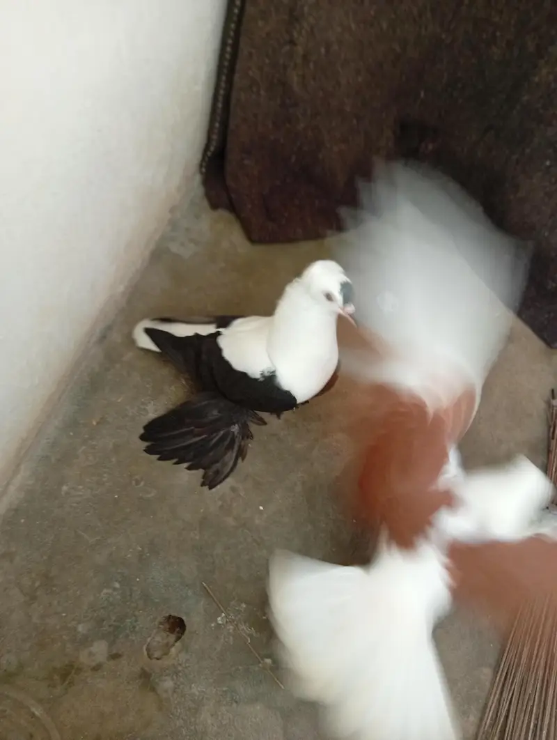 saxon fairy swallow male. . . with female. . breeding pair — photo 8