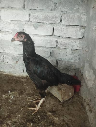Aseel Lasani hen