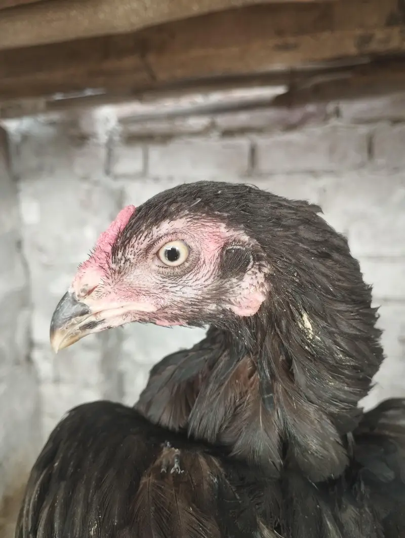 Aseel Lasani hen — photo 2
