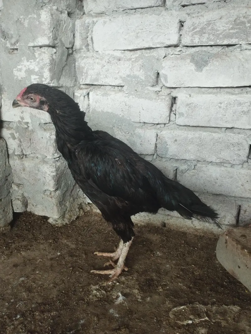 Aseel Lasani hen — photo 3