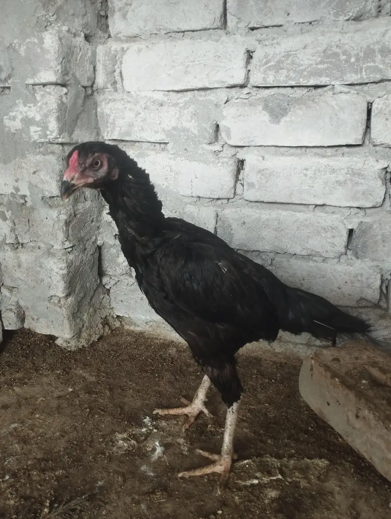 Aseel Lasani hen — photo 4