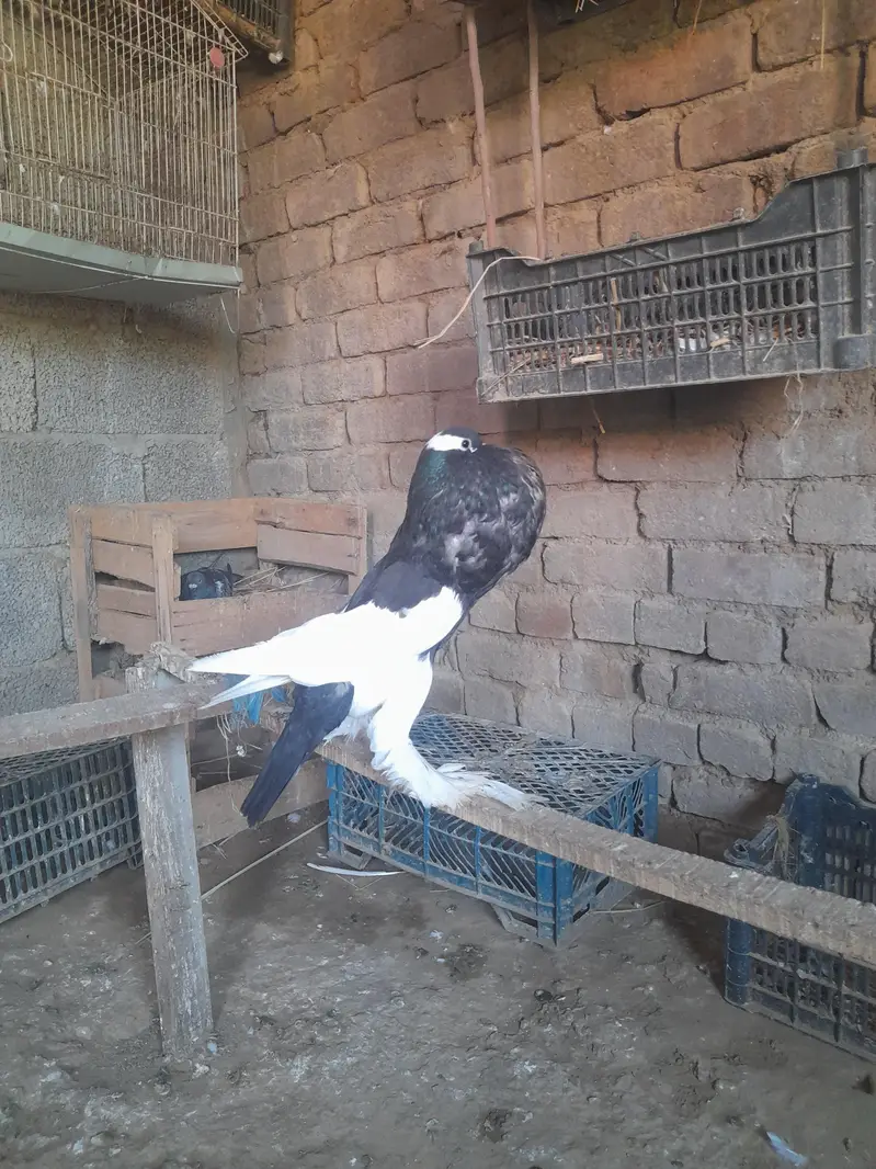 magapaie