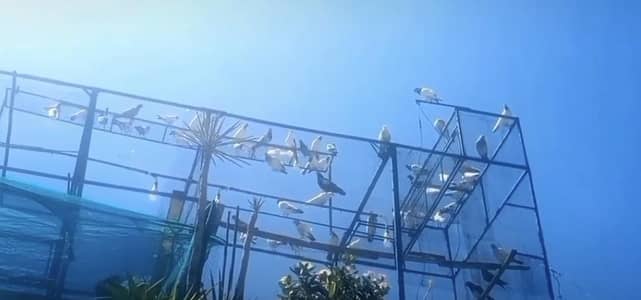 setup or kbuter for sale exchange also possible with parrots