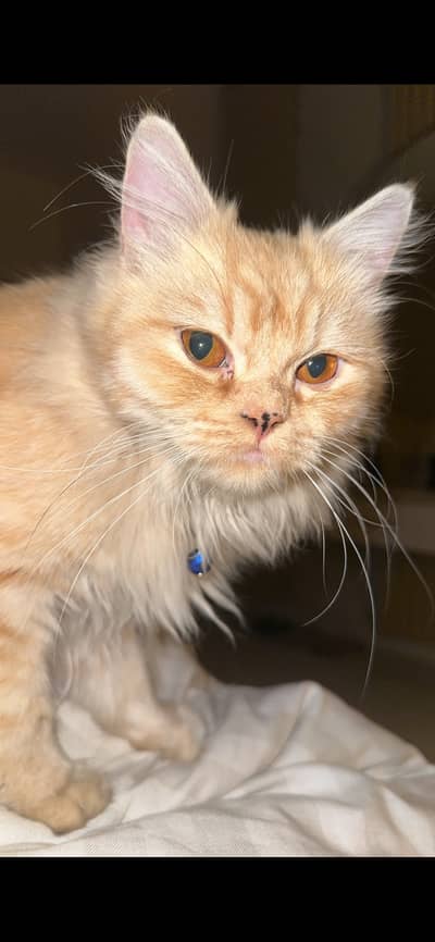 Female Persian { Parsin 3 totcked orange cat }