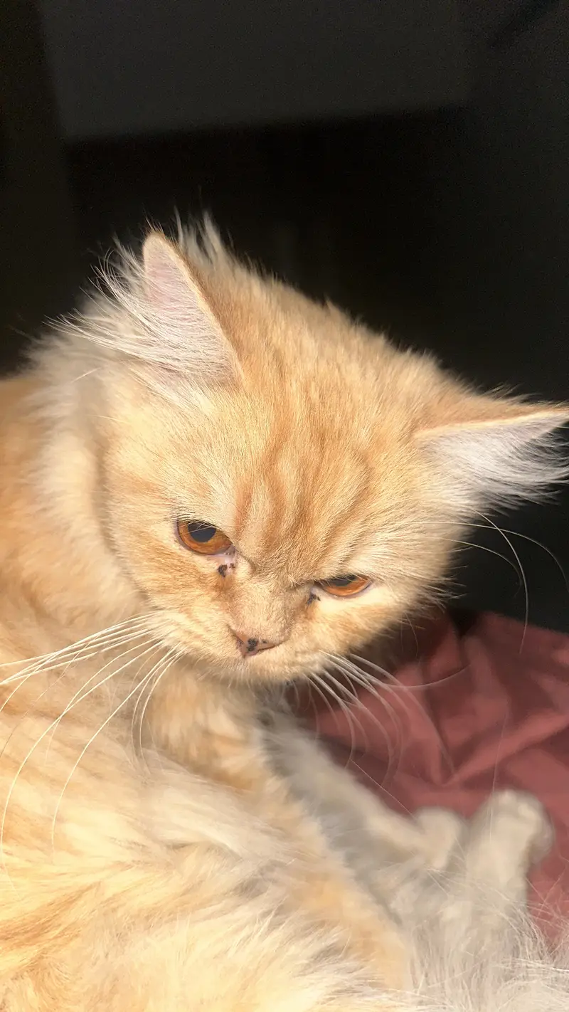 Female Persian { Parsin triple quoted fur , orange cat } — photo 2