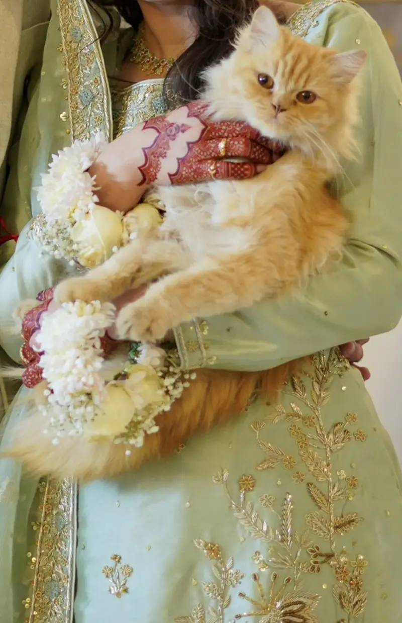 Female Persian { Parsin triple quoted fur , orange cat } — photo 3
