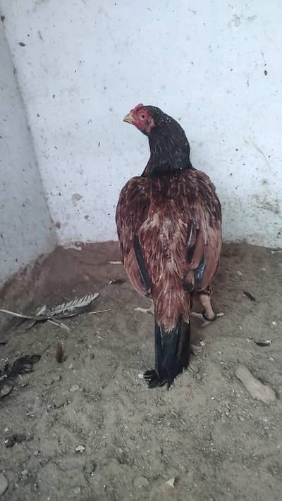 Aseel Amrohi mian wali
