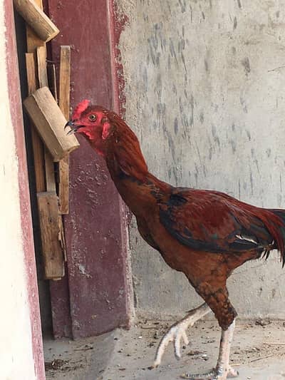 Premium Dark Red Lakha Aseel Rooster for Sale
