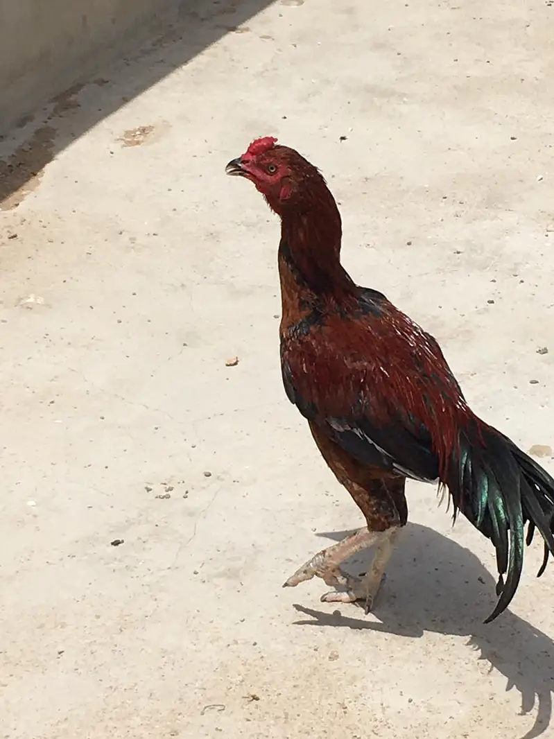 Premium Dark Red Lakha Aseel Rooster for Sale — photo 2