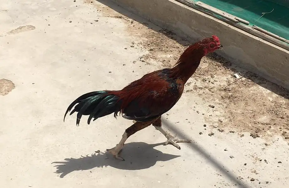 Premium Dark Red Lakha Aseel Rooster for Sale — photo 3