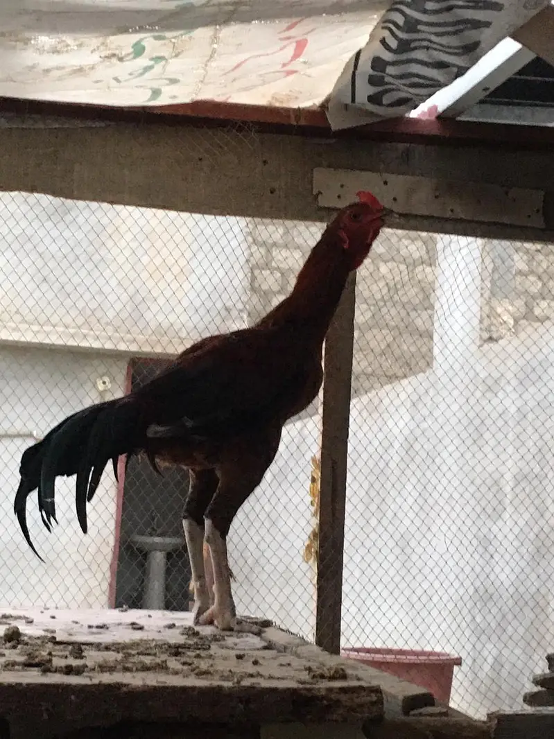 Premium Dark Red Lakha Aseel Rooster for Sale — photo 4