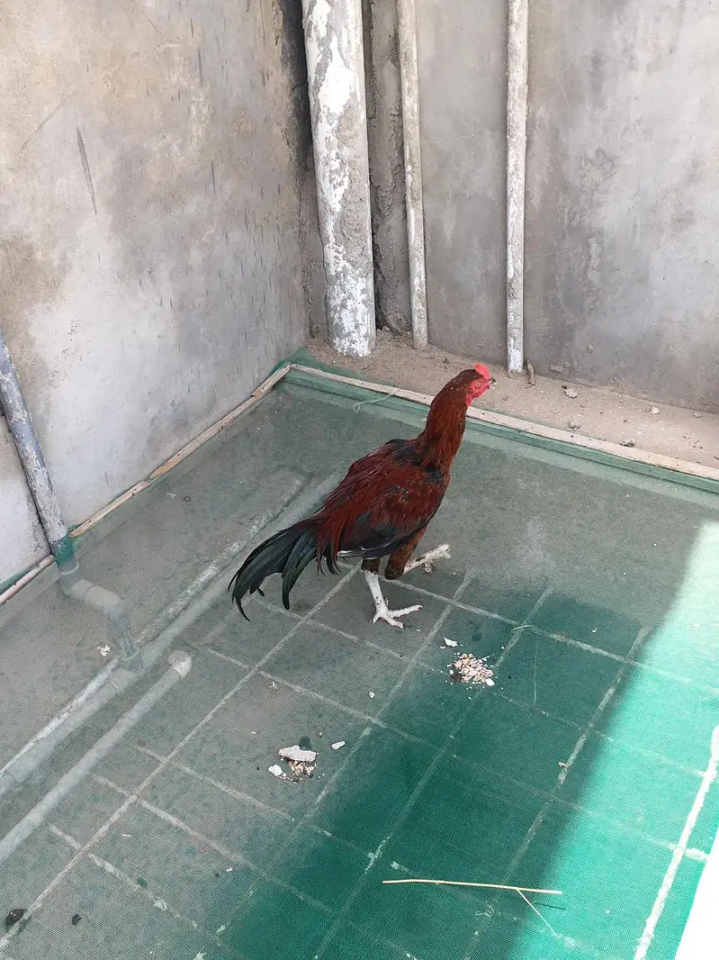Premium Dark Red Lakha Aseel Rooster for Sale — photo 5
