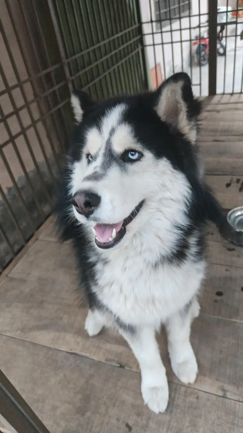Siberian Husky For Sale — photo 2
