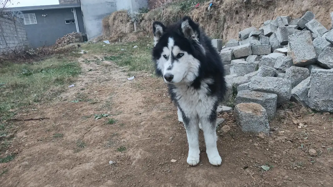 Siberian Husky For Sale — photo 3