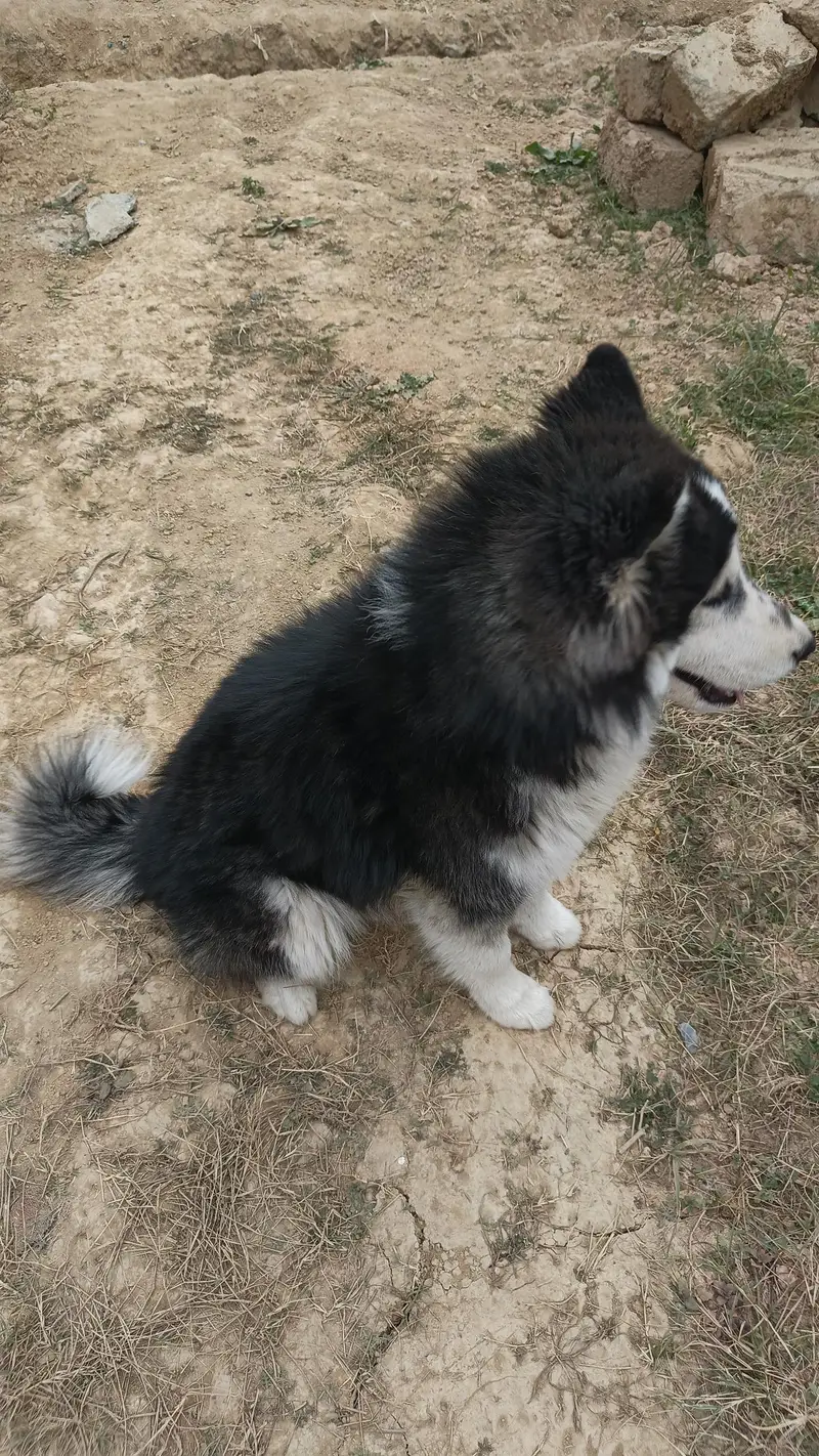 Siberian Husky For Sale — photo 4