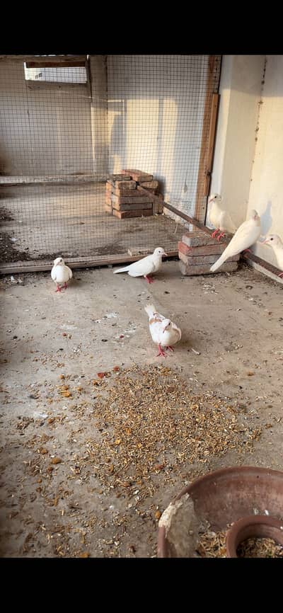 White Khumry 7 pieces