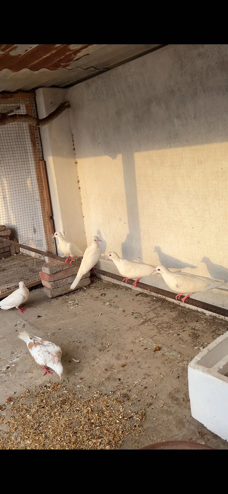 White Khumry 7 pieces — photo 2