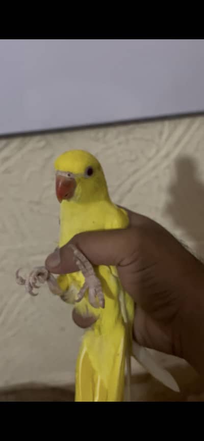Yellow Ringneck Males Available