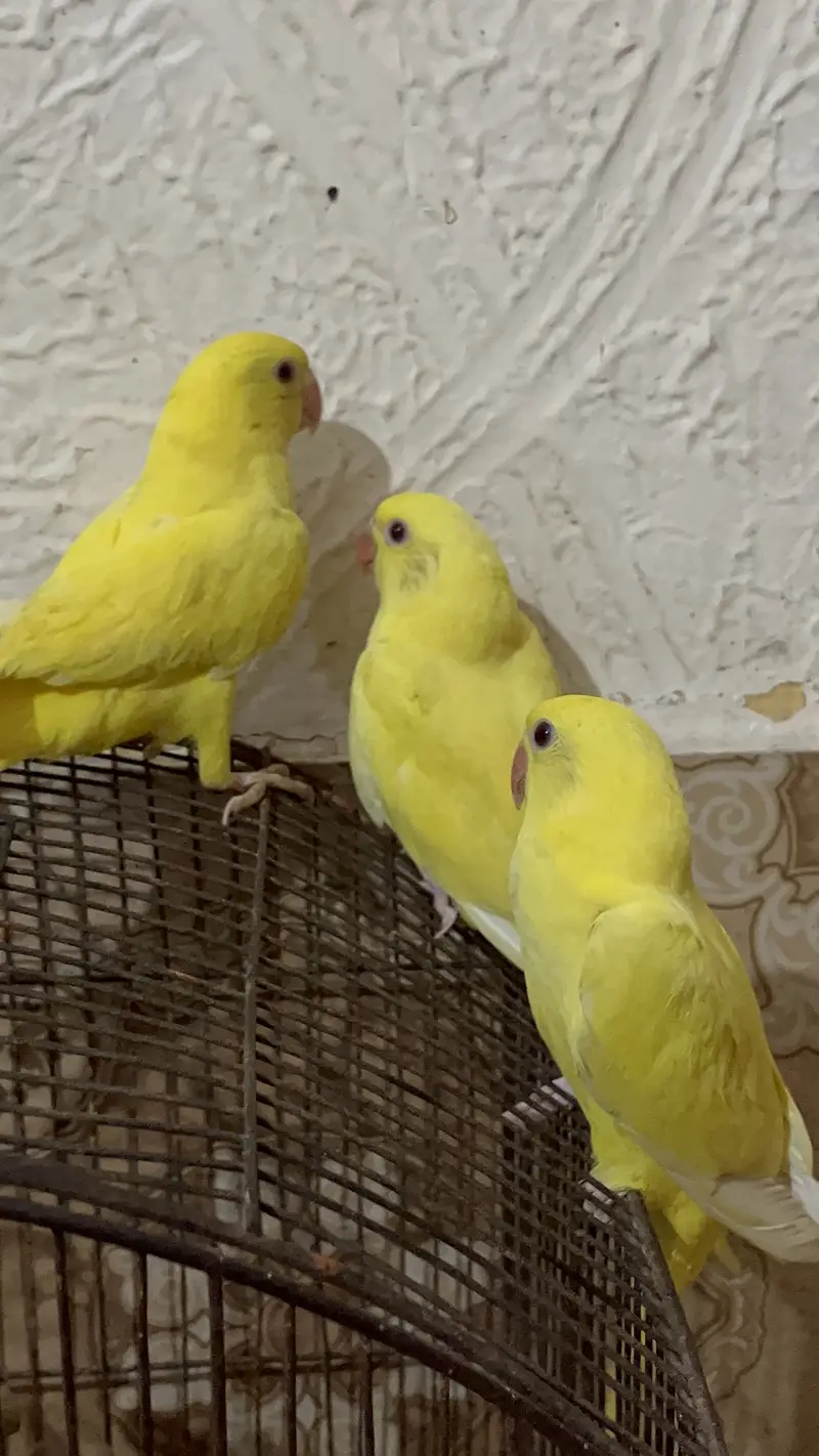 Yellow Ringneck Males Available — photo 5