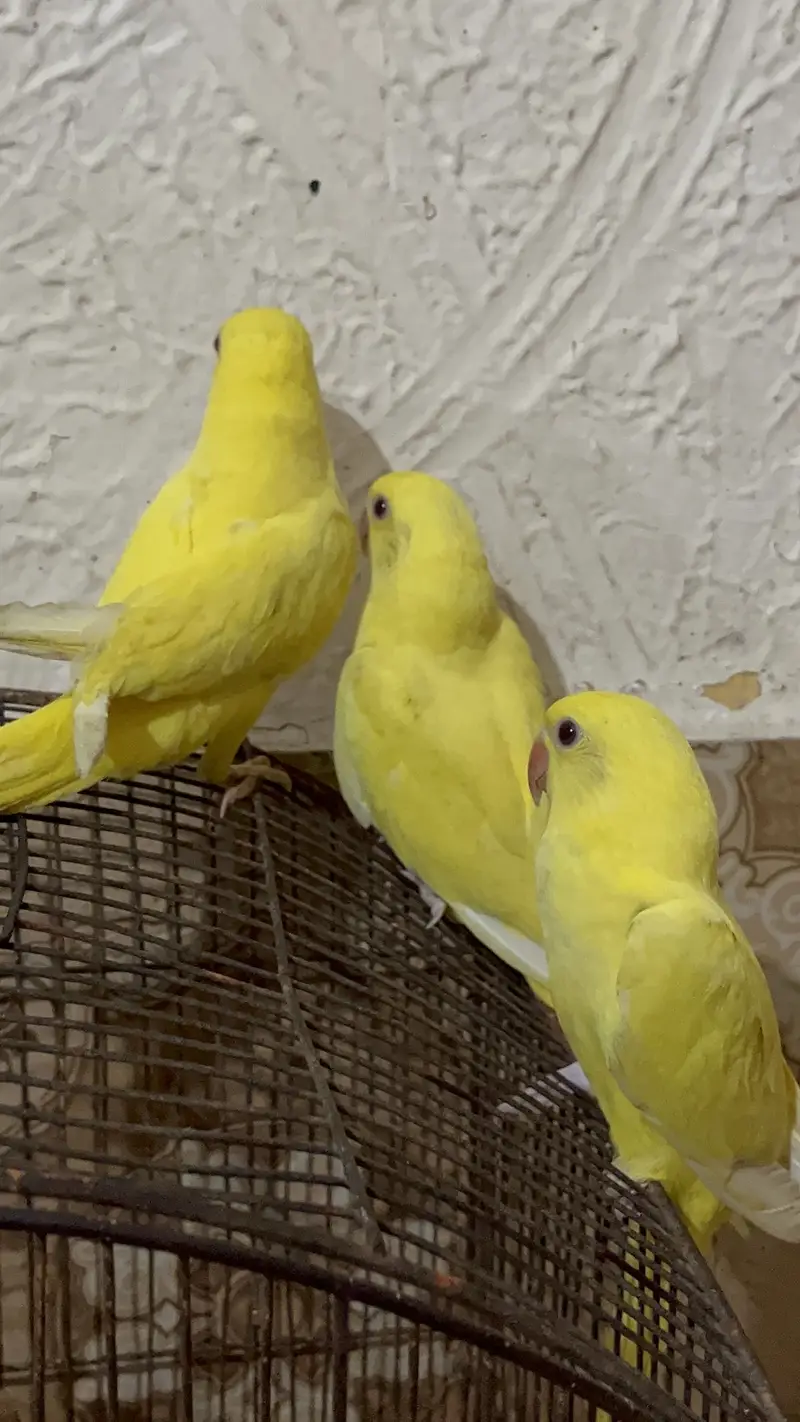 Yellow Ringneck Males Available — photo 6