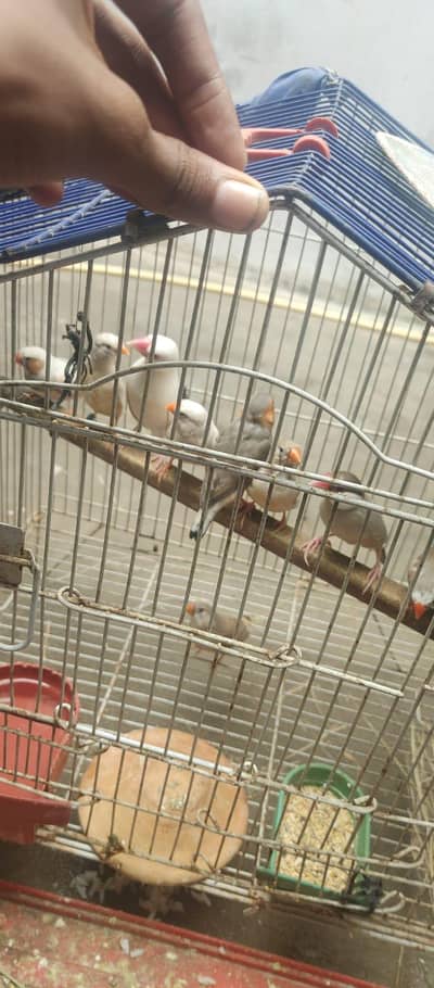 breader pear finch
